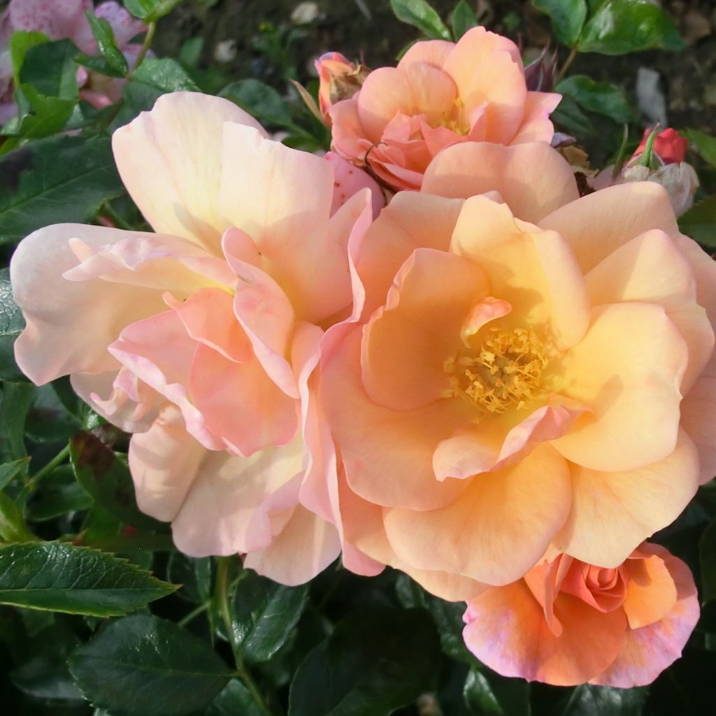 Bodendeckerrose Aprikola Im 4L Topf - Aprikosenfarbige Kordes-Rose 70cm