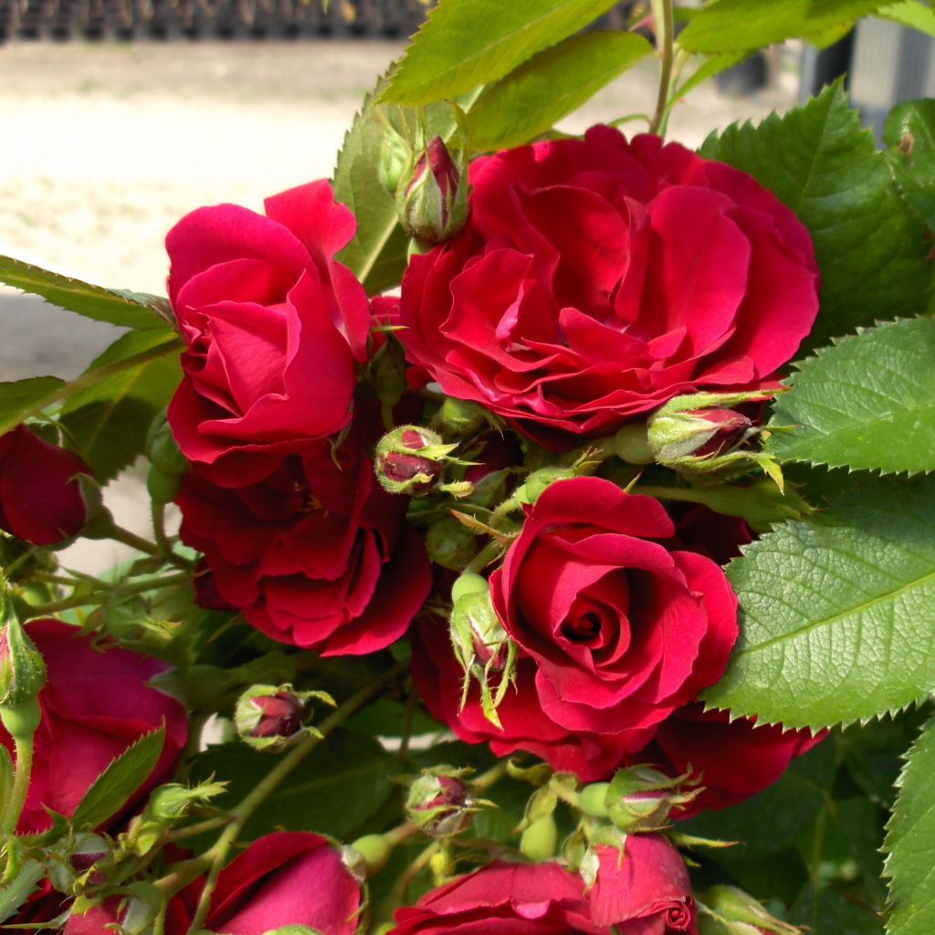 Rosa 'Flammentanz' -R- KL VI
