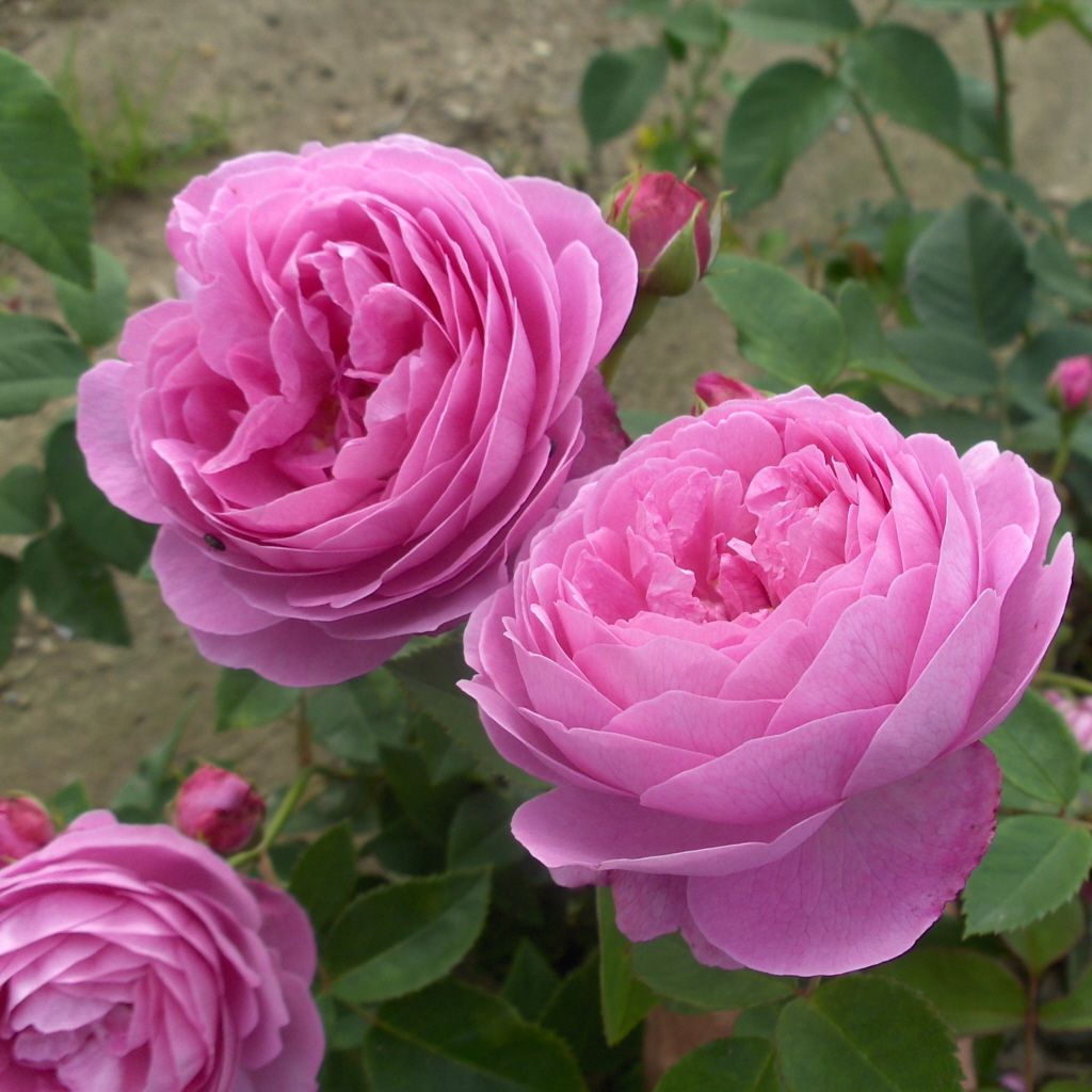 Rosa 'Gertrude Jekyll' R STR VI Englische Rosen