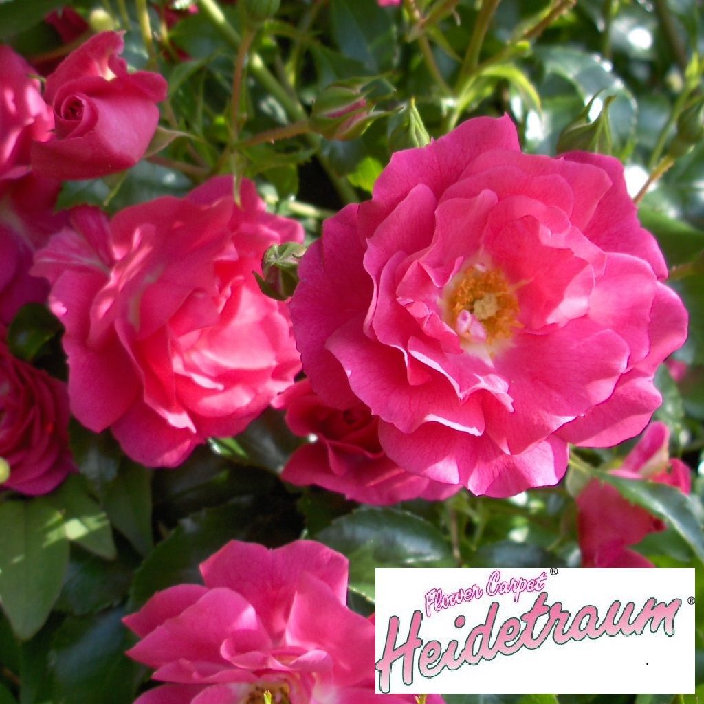 Rosa 'Heidetraum' -R- BDR