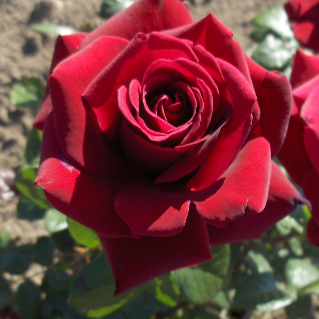 Rosa 'Ingrid Bergman' R TH II Edelrosen
