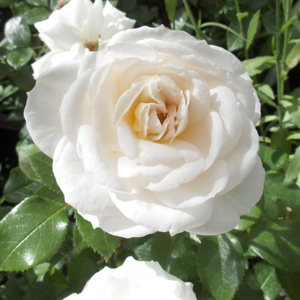 Rosa Lions Rose R Bt V Beetrosen