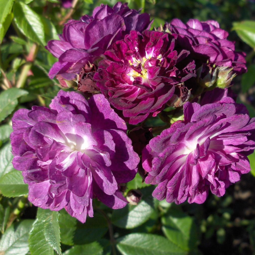 Rosa Perennial Blue R Kl V