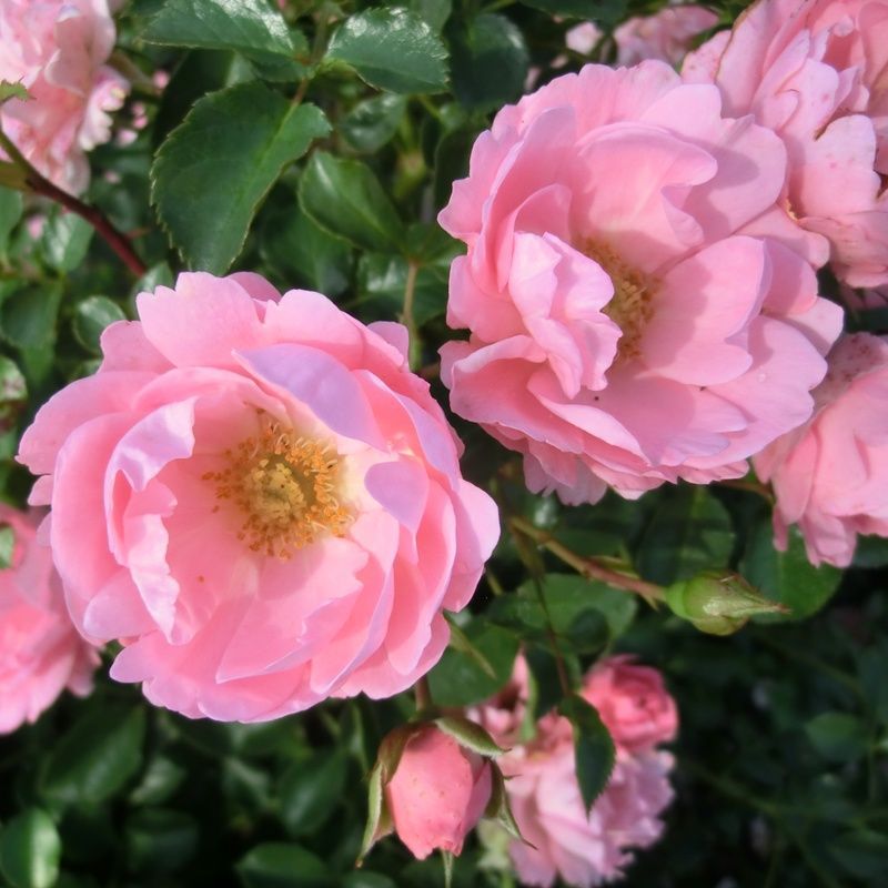 Rosa 'Sommerwind' -R- BDR III :: Bodendecker-/Kleinstrauchrosen