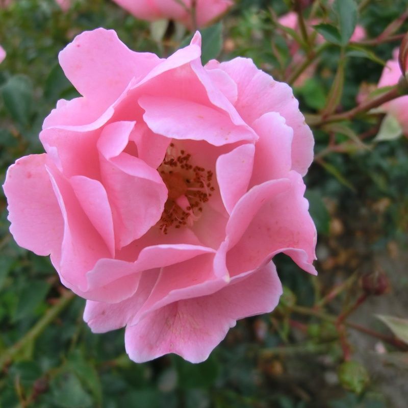 Rosa 'Sommerwind' -R- BDR III