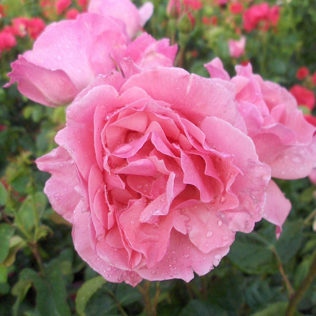 Rosa The Queen Elizabeth Rose R Bt Iii