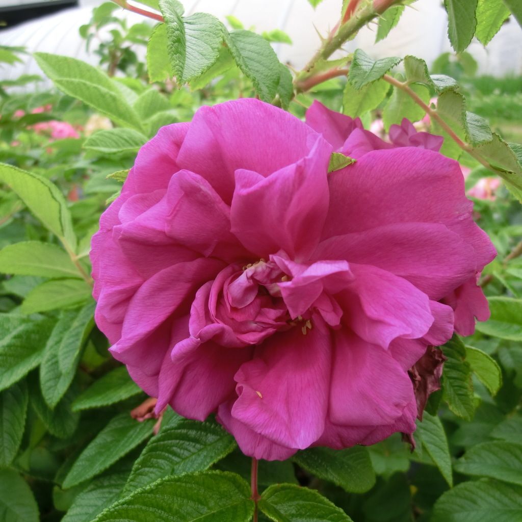 Rosa rugosa 'Pierette' R BDR III