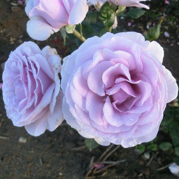 Rosa Pacific Blue Edelrose - Fliederblaue Tantau Rose 80-120cm