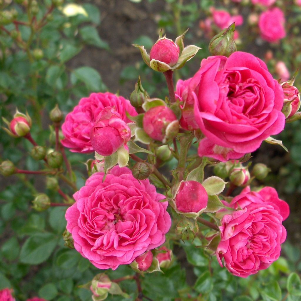 Rosa 'Pepita' -R- Z III