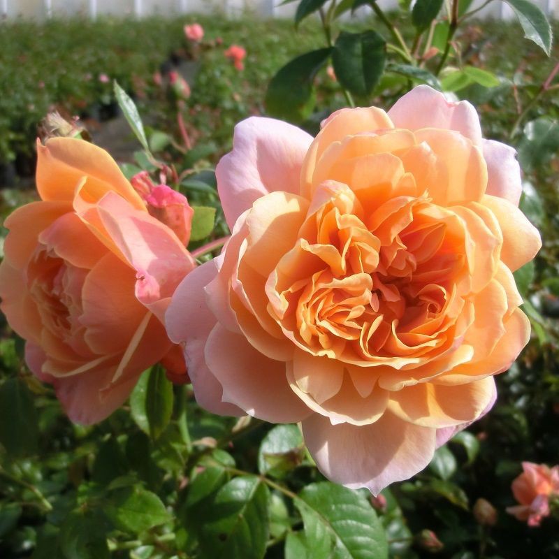 Rosa 'The Lady Gardener' -R- STR